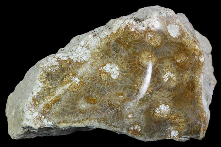 Polished, Fossil Coral Head - Indonesia #109142